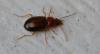 Ocys sp.